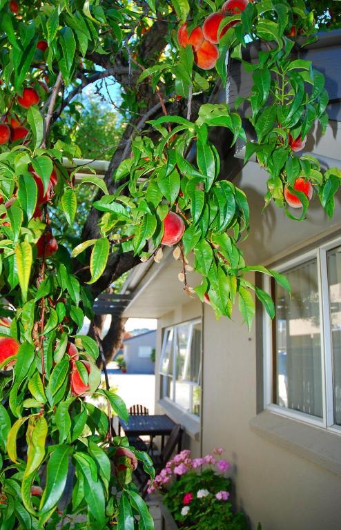 Almond Court Motel Alexandra Exterior photo